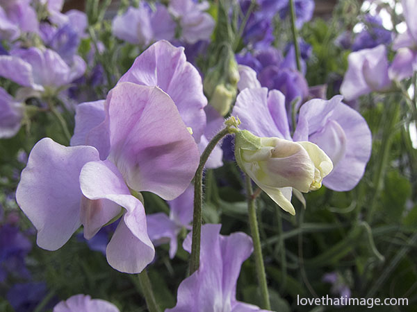 Lavender sweetpeas bloom on Labor Day at Cannon Beach, Oregon