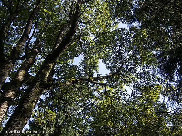 Sunlight in the treetops at the end of summer