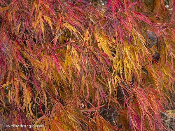 Autumn color in a laceleaf Japanese maple tree