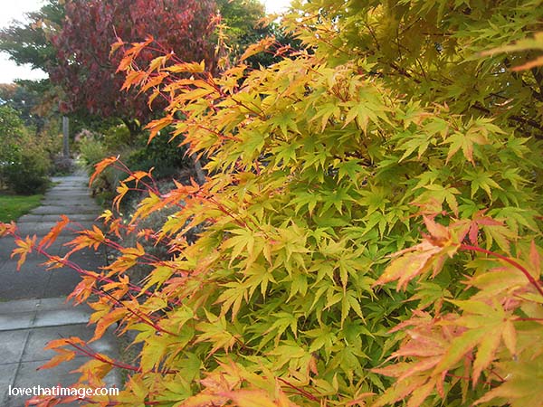 Autumn turns a green leaf Japanese maple to red, yellow, and orange