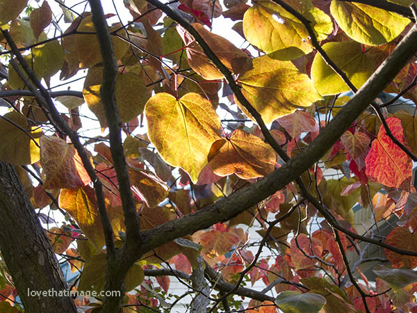 Heart-shaped yellow autumn leaf on a tree lit with sunshine