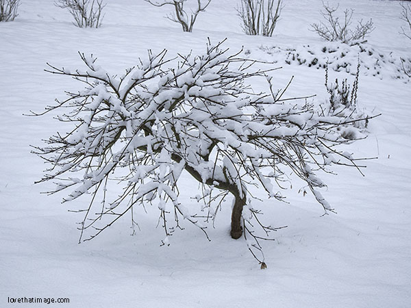 Laceleaf Japanese maple with snow-covered branches