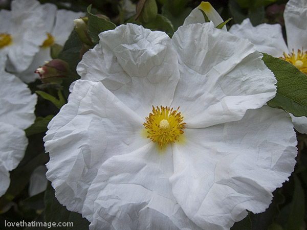 White single flower with yellow center has creased petals