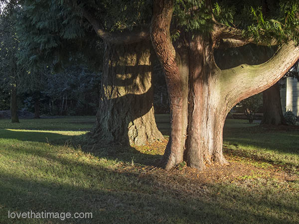 Tree trunks of two old evergreen trees in late afternoon light