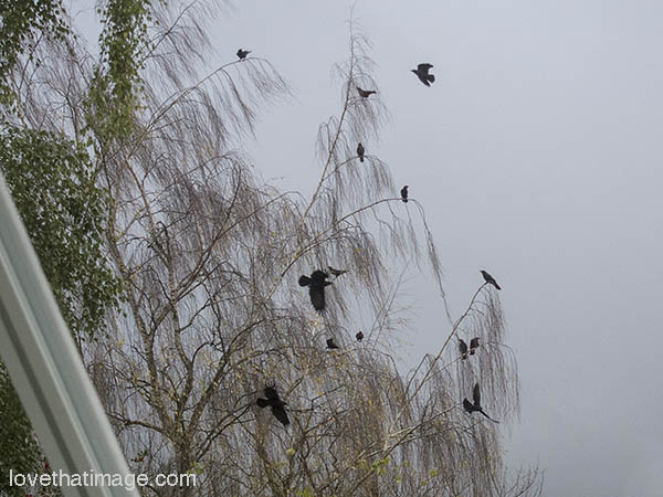 Black crows perch on bare branches against a gray sky, before the rain