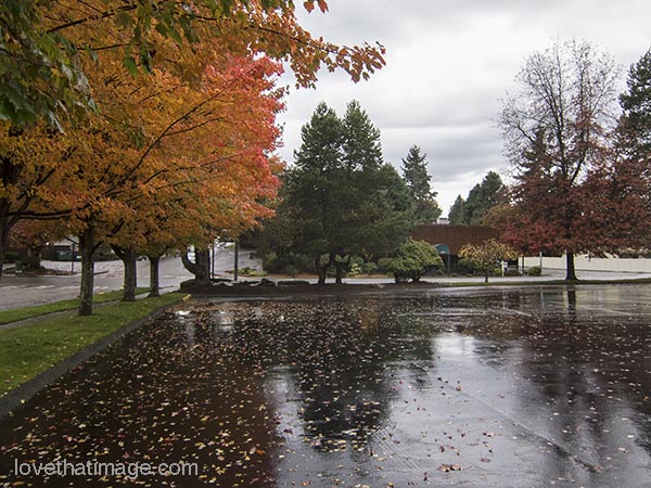 Shiny parking lot with leaves and tree reflections
