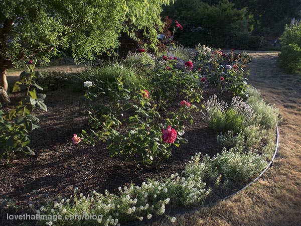 Curly willow tree on the left, roses and lavender edged with sweet alyssum