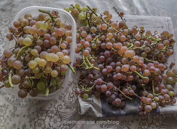 Most of the seedless grapes picked today. So sweet!