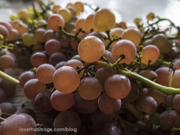 Delicious red seedless grapes from my backyard vine
