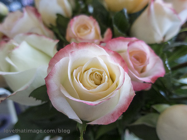 Pale roses with dark pink edges in a bouquet