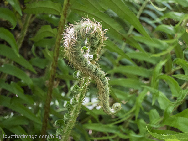 Native fern unfurling in a seahorse shape at Schmitz Preserve Park in West Seattle, WA.