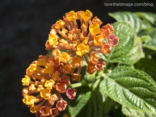 Macro of the yellow and orange flowers of the lantana plant, about an inch or 2.5 cm across.