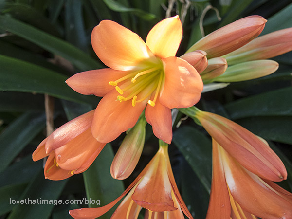 Some kind of orange flower, related to amaryllis?, common in San Miguel de Allende, Mexico