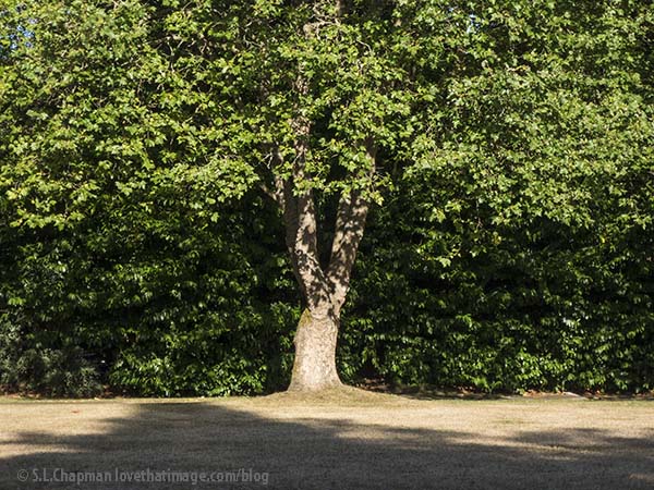 Leaf shadows decorate the trunk of a maple tree