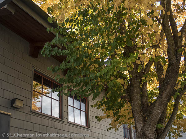 Autumn tree leaves reflected in a window
